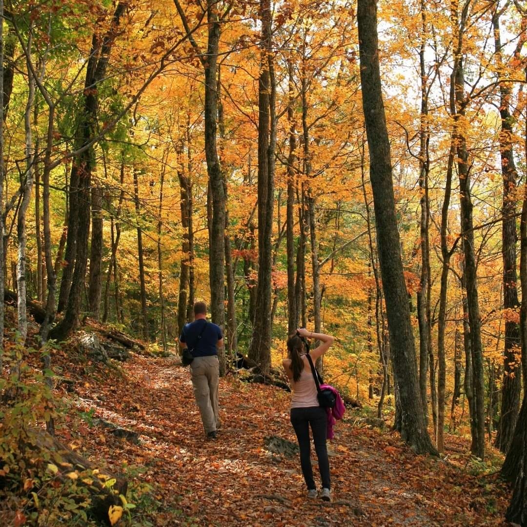 Autumn aspens along a forest trail near Duck Creek Village