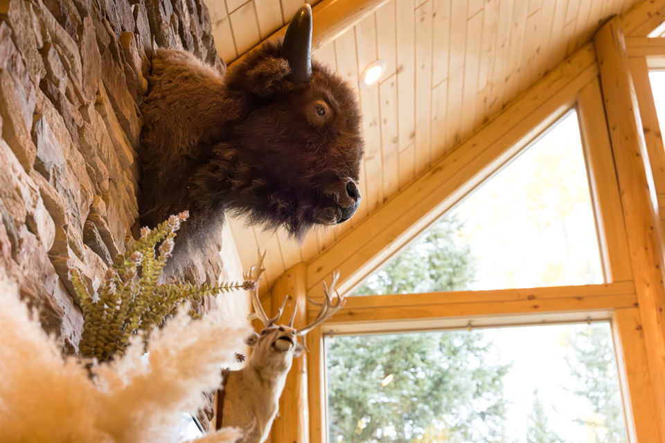 Bison photo