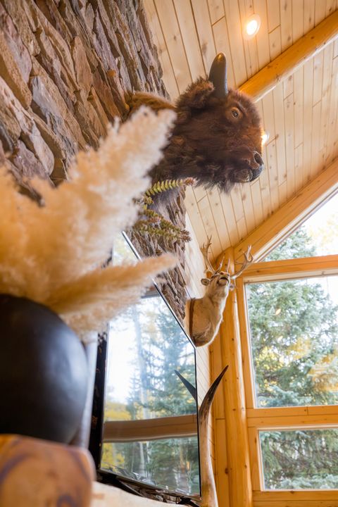 Bison photo