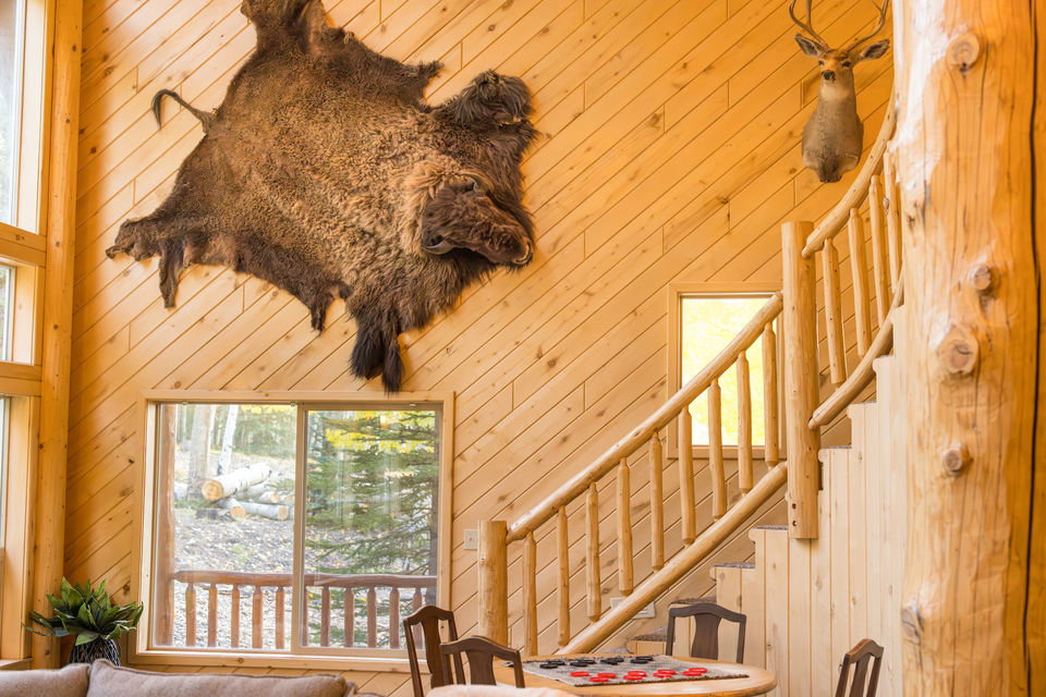 Bison photo