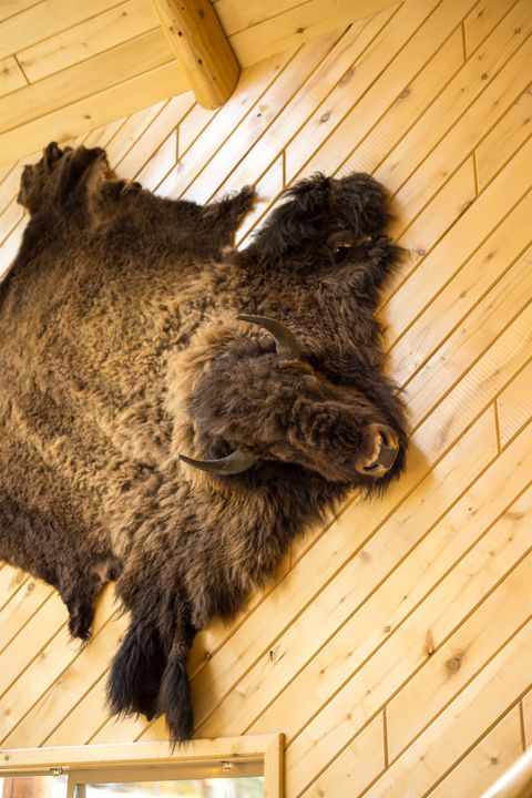 Bison photo