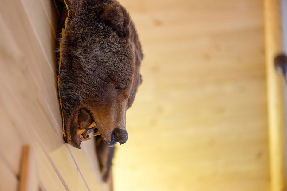 Bison photo