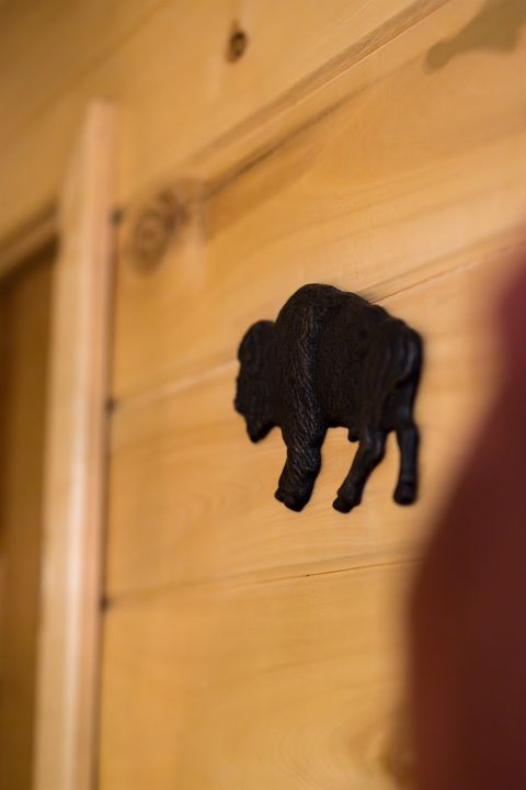 Bison photo